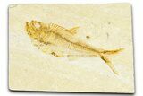 Detailed Fossil Fish (Diplomystus) - Wyoming #367561-1
